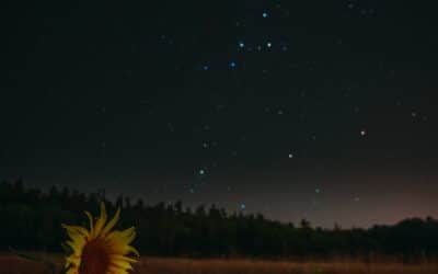 Stir a flower and trouble a star