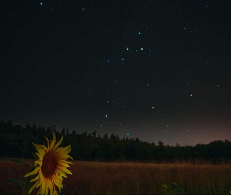 Stir a flower and trouble a star