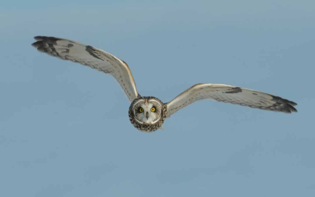 Assurance: as wings to the bird