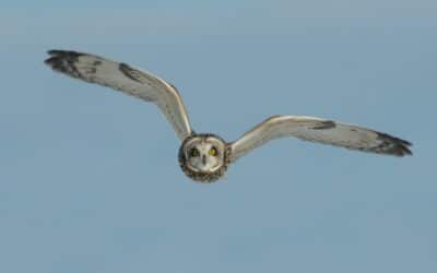 Assurance: as wings to the bird