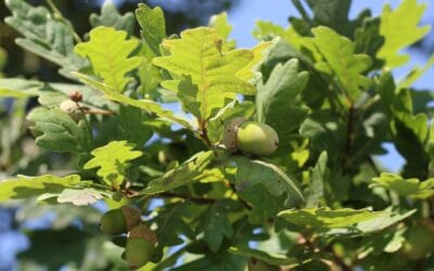 I sought to stand for God