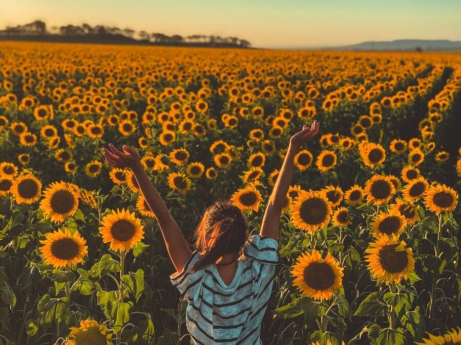 Faces of sunflowers follow the sun