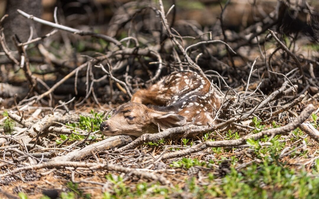 A stricken deer that left the herd