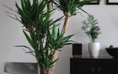 In case of fire what will I save?