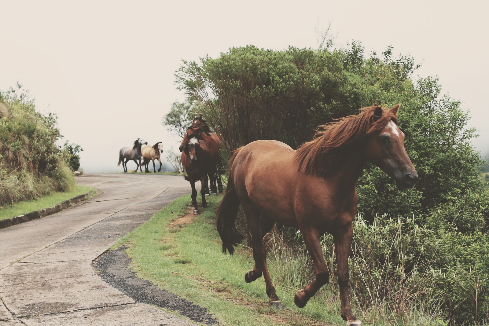 photo of running brown horses during daytime