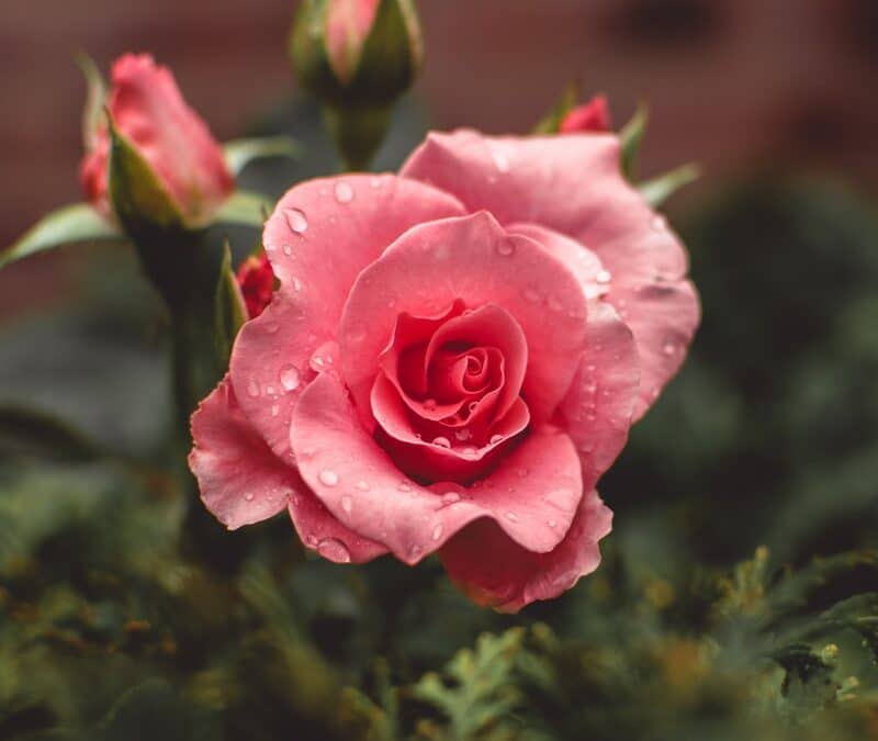 The cloistered rose