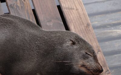 Living in two worlds