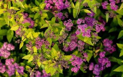 Earth’s crammed with heaven