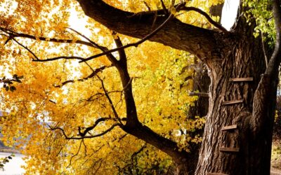 Taking the world into my arms