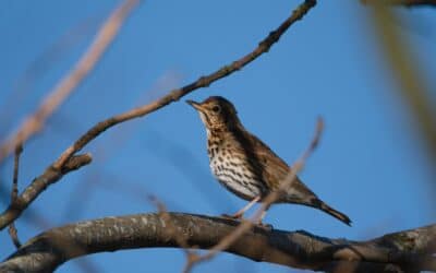 The darkling thrush