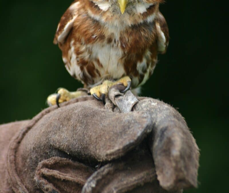 Wise bird