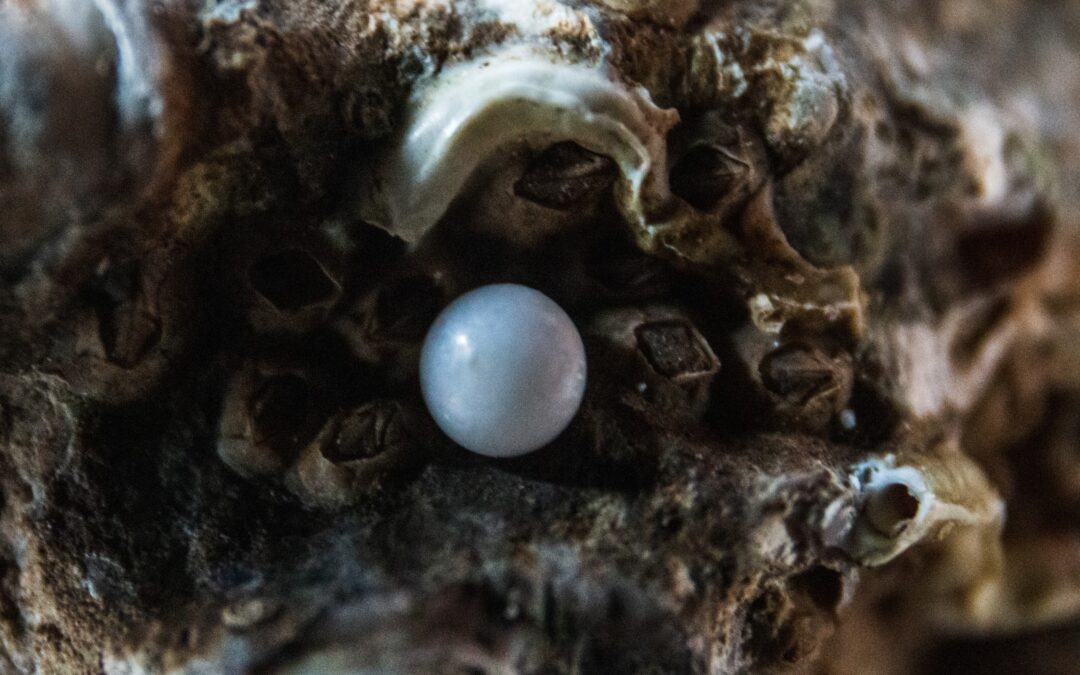 The priceless  pearl of wisdom