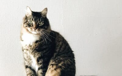 I fit my stature to your need