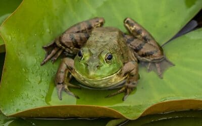 Listening now and forever?