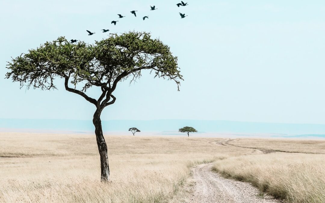 I wish I were a tree