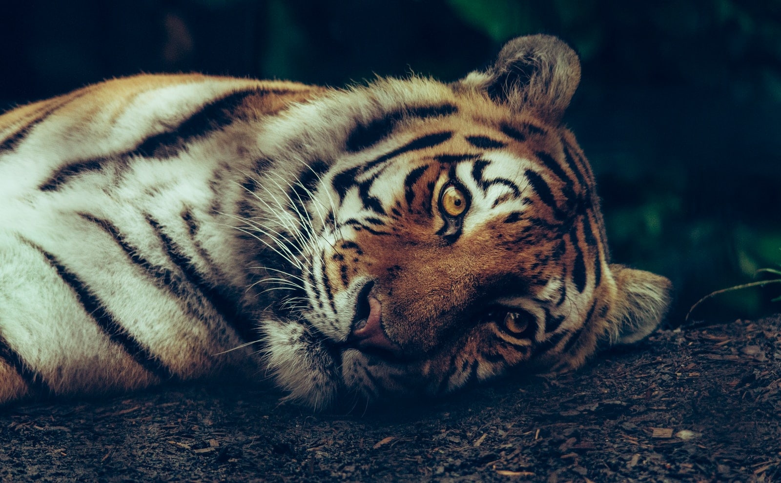 selective focus of tiger laying on ground