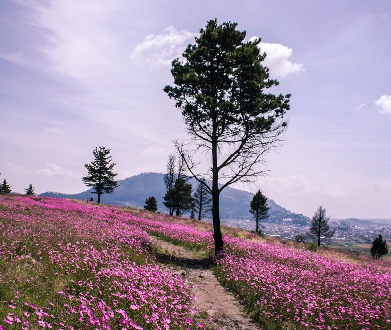 Beauty beyond reason