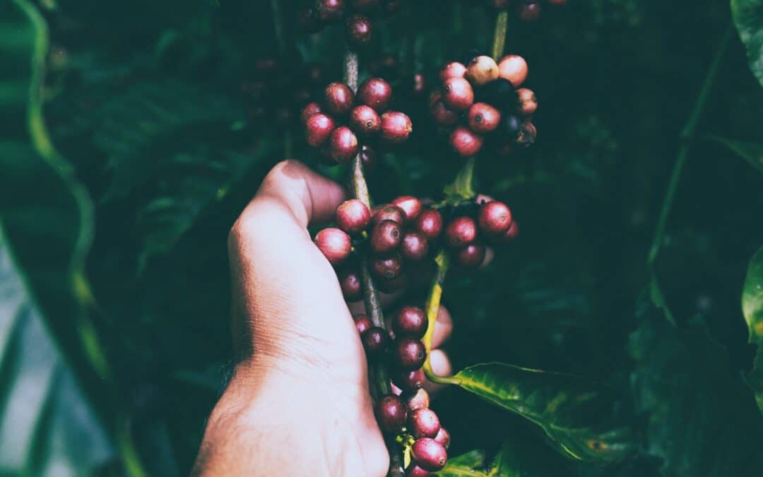 A  strange and bitter crop
