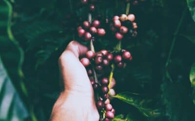 A  strange and bitter crop