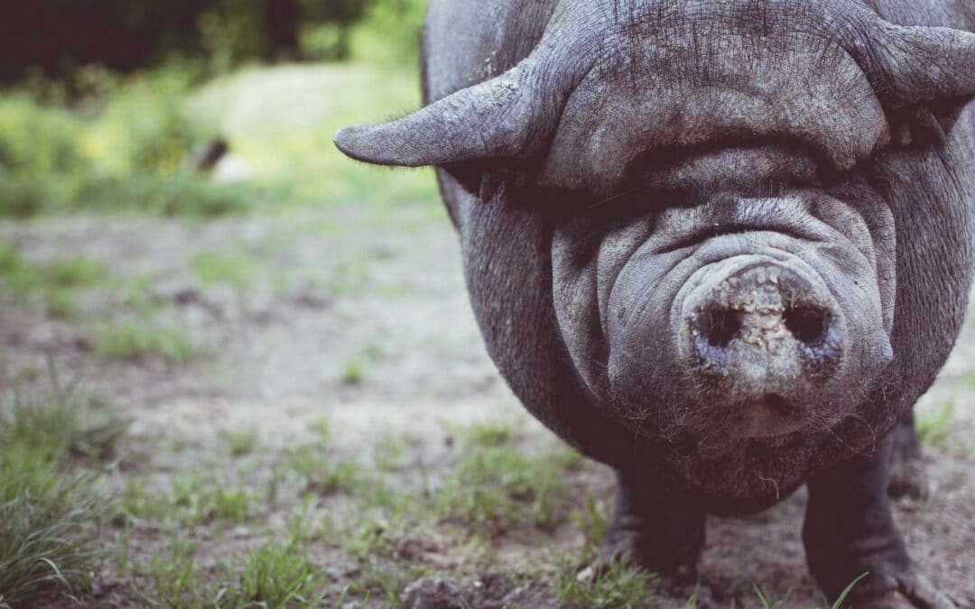 They wanted swine