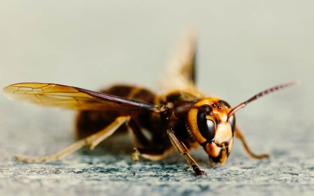 Busy Bees