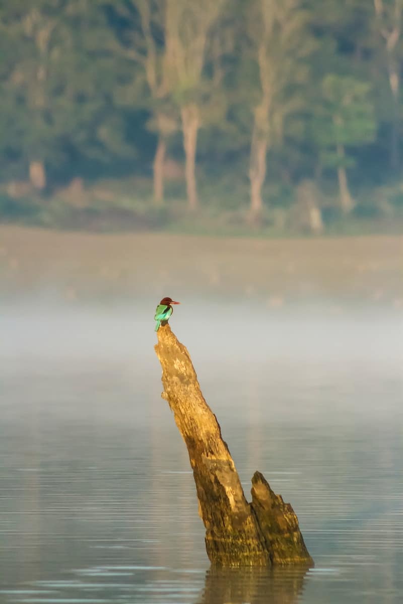 brown and green duck on brown tree trunk