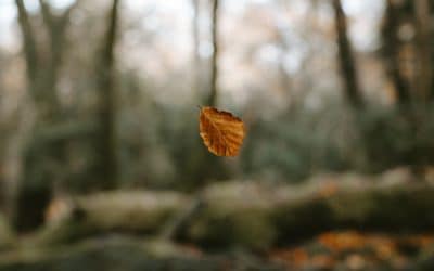 A Falling Leaf