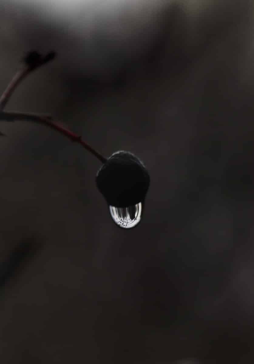 Photo by Bernd 📷 Dittrich a drop of water hanging from a tree branch