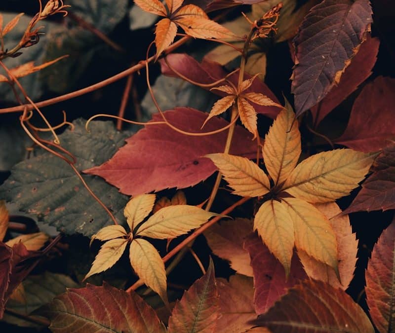 Autumn Leavings