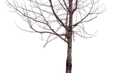 Stripped in my winter