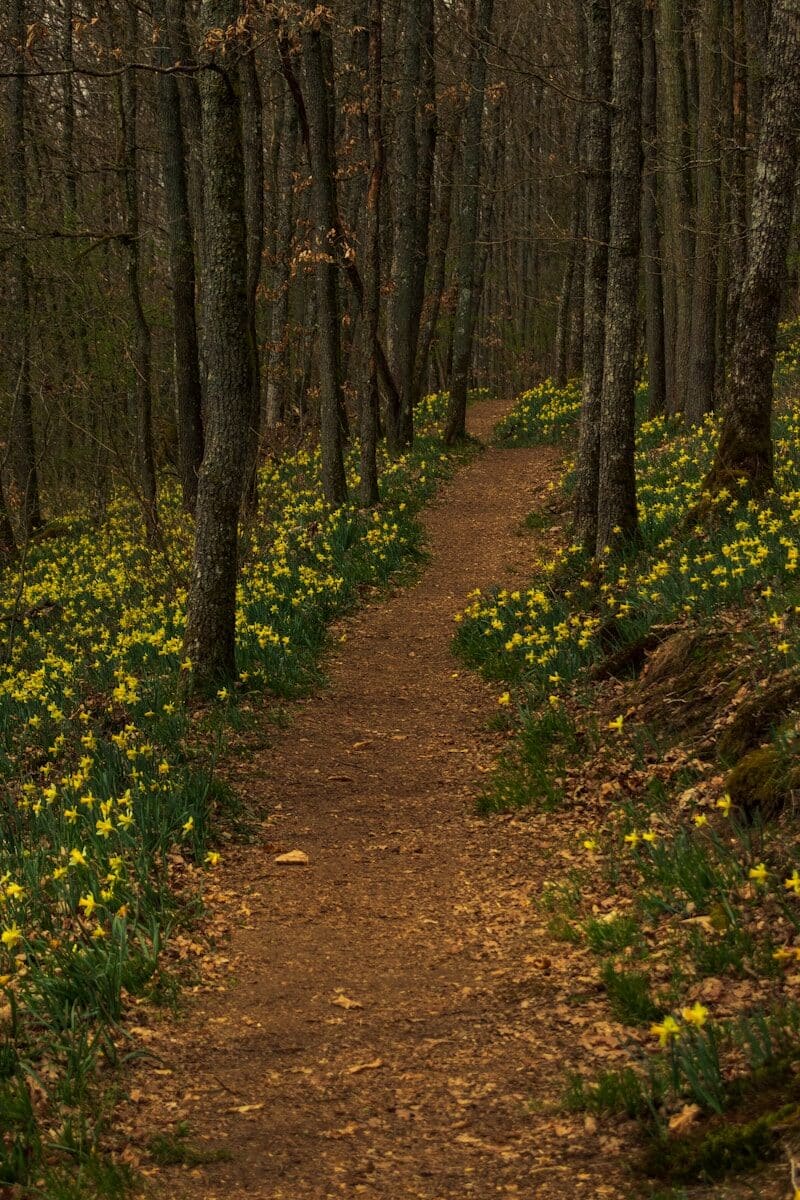 brown dirt road between green grass and trees