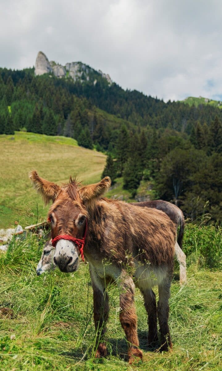 brown and white donkey on the grass field