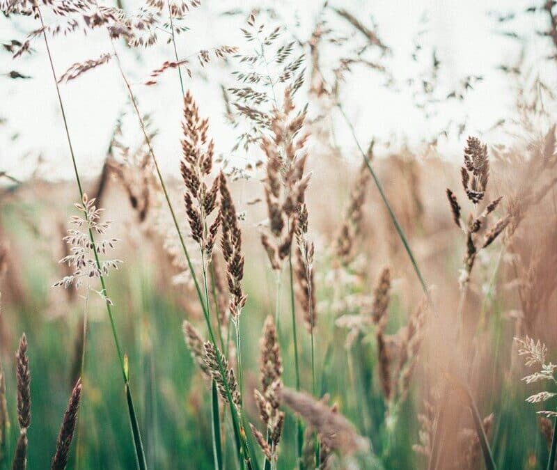 Brown Grass